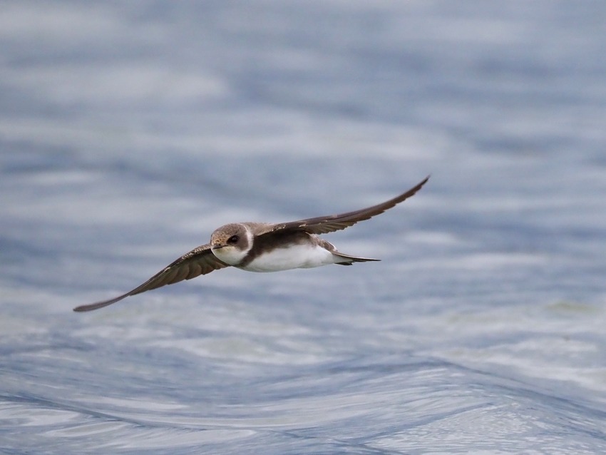 Rondini (Hirundo rustica) e Topini (Riparia riparia) in migrazione